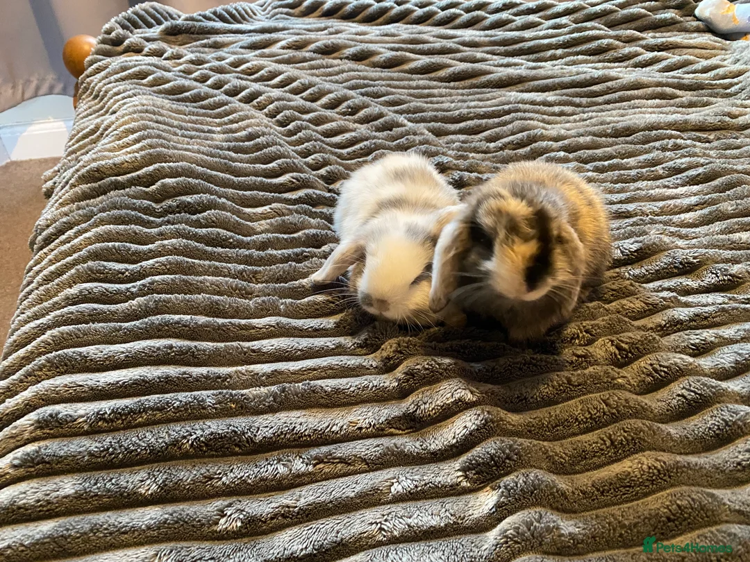 Mini Lion Lop rabbits for sale: Mini lops for sale - Advert 5