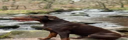 Mixed Breed dogs for sale: 🐾 Doberman x Siberian Husky Puppies –Ready Now 🐾 in Walsall - Advert 9