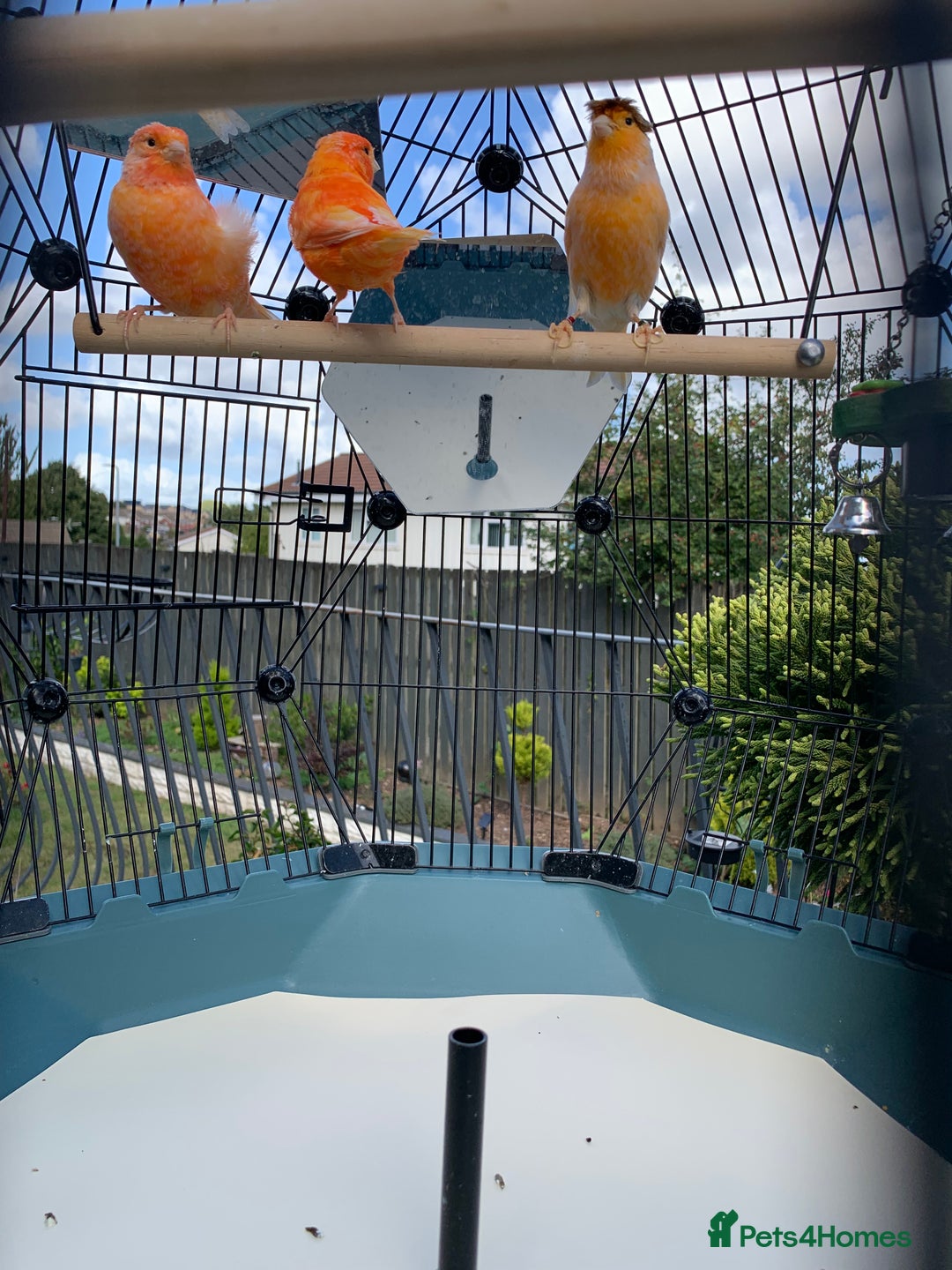 Canaries birds for sale: Canary birds - Image 2