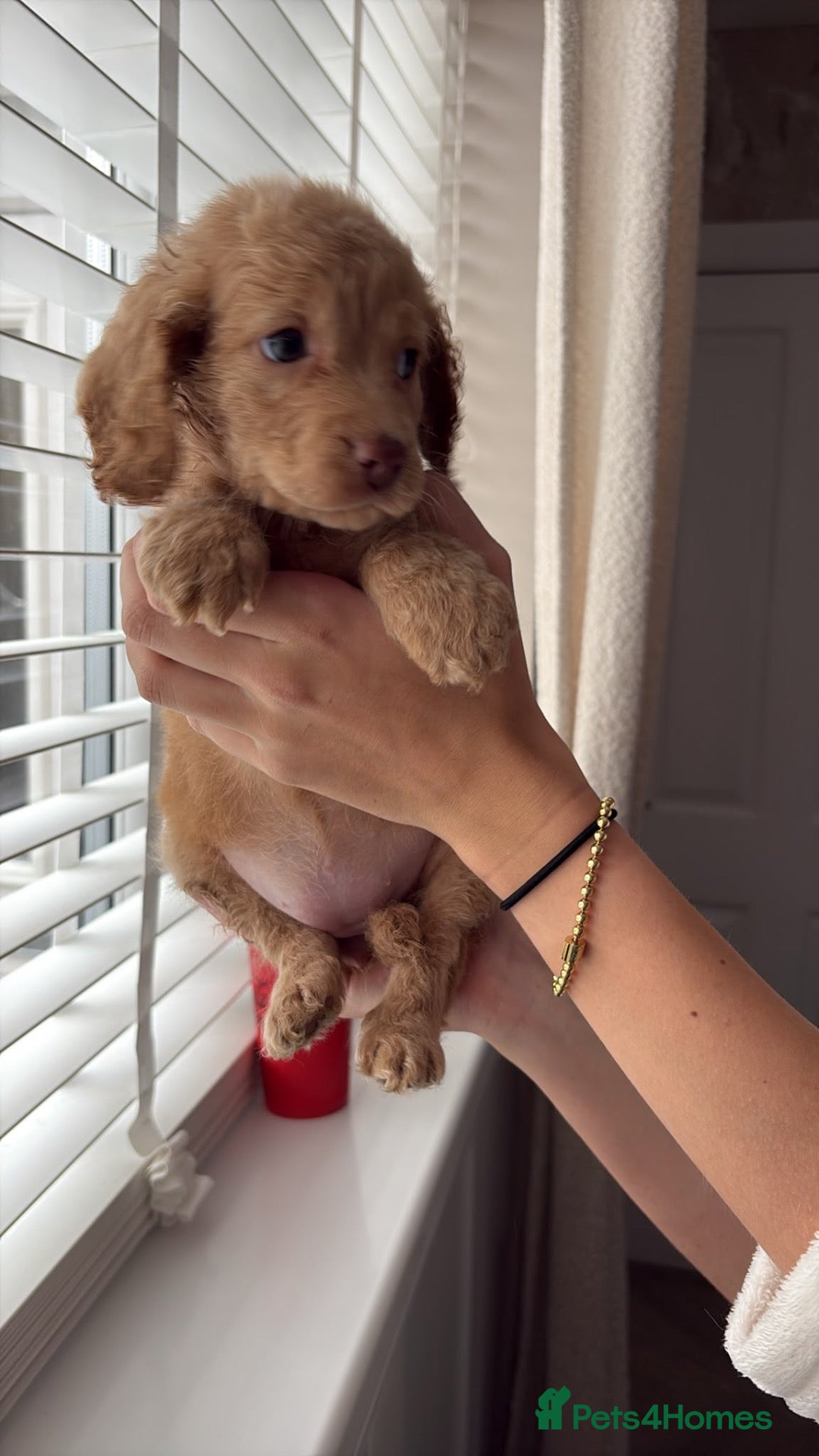 Cockapoo dogs for sale: Cockapoo Puppies  - Advert 2