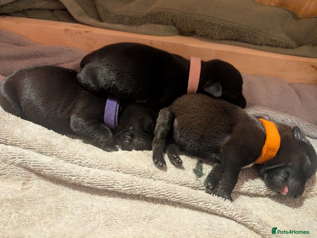 Mixed Breed dogs for sale: Doxie-Dales  - Image 8