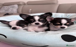 Chihuahua dogs for sale: Chihuahua  - Image 10