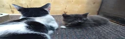 Mixed Breed cats for sale: Kitten for rehoming  in Mansfield - Advert 34