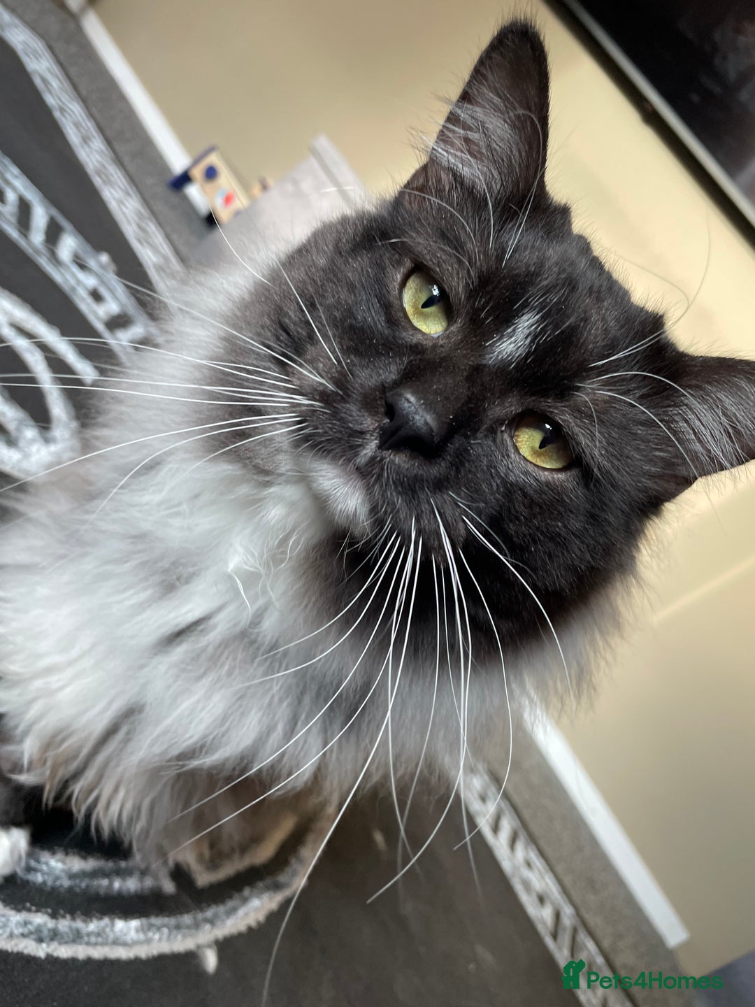 Mixed Breed cats for sale: Norwegian forest cat x Maine coon - Advert 1