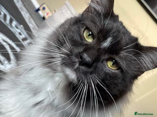 Mixed Breed cats Norwegian forest cat x Maine coon - Advert 2