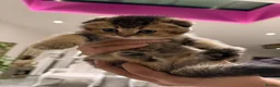 Scottish Fold cats for sale: Golden Scottish Fold Kittens – 2 Boys & 2 Girls - Advert 9