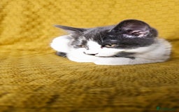 Mixed Breed cats for sale: 2 outstanding beauty girls  - Image 12