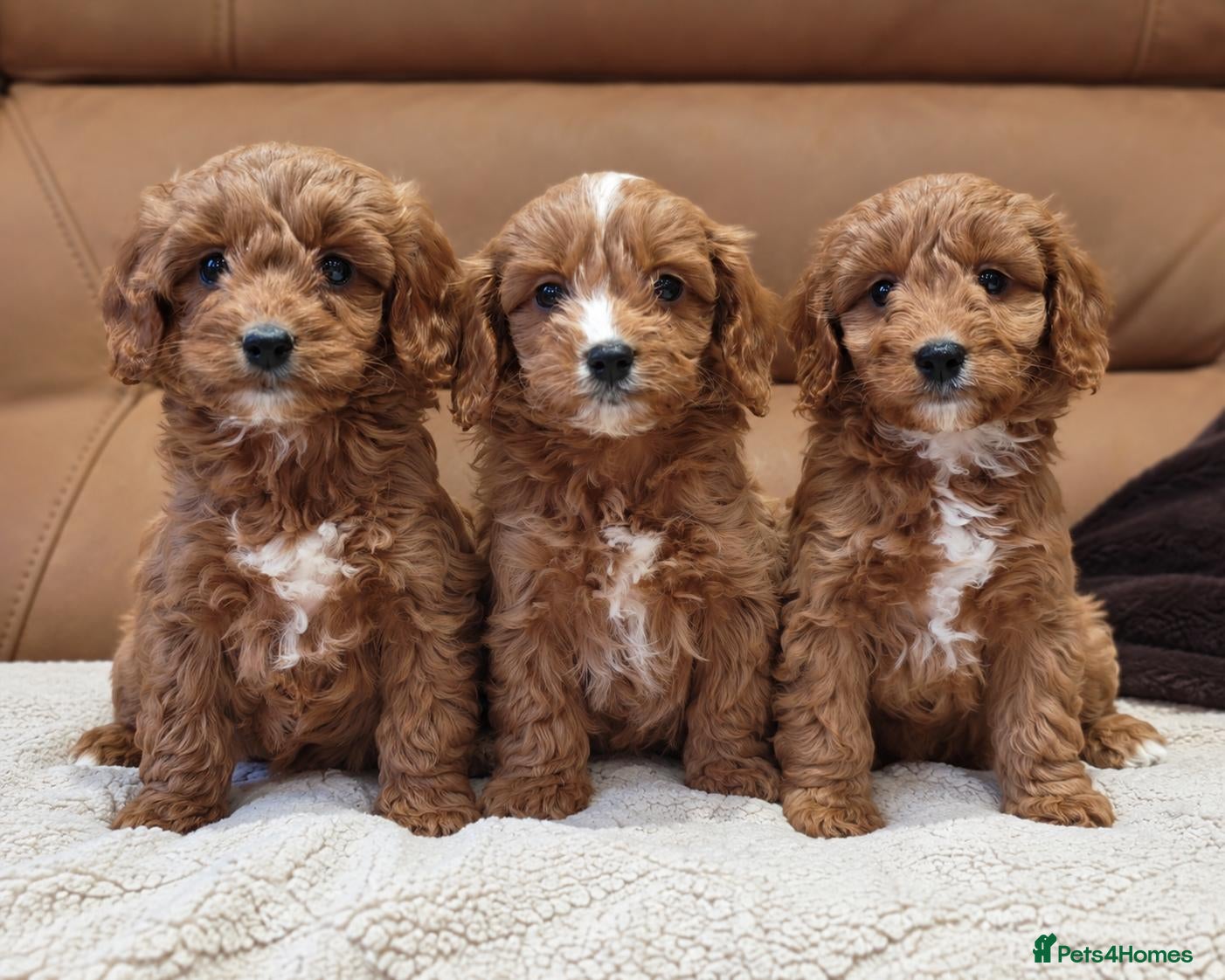 Cavapoo dogs Gorgeous Ruby Cavapoo Puppies  - Advert 1
