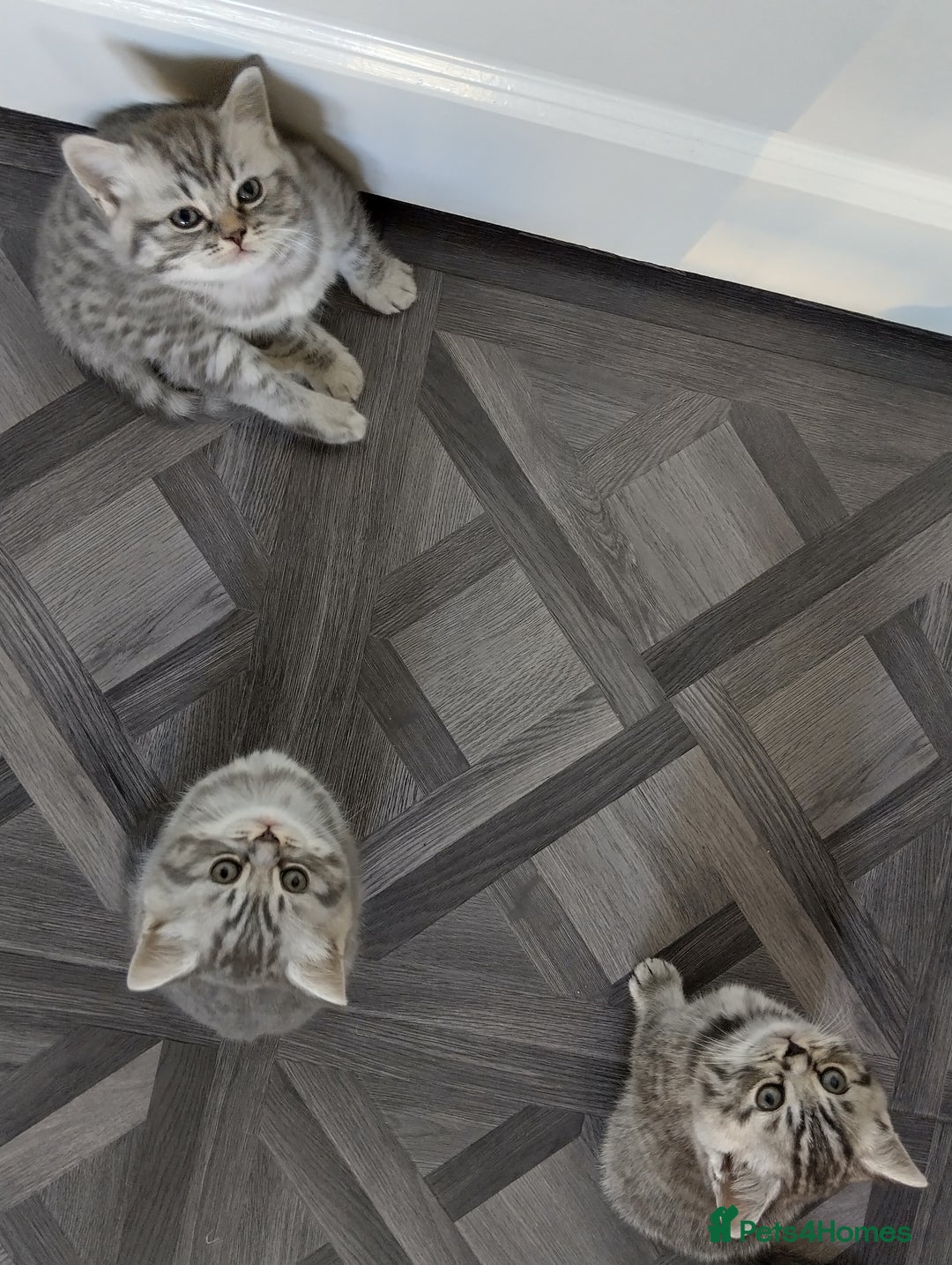 British Shorthair cats for sale: Stunning British Shorthair Kittens For Sale - Image 19