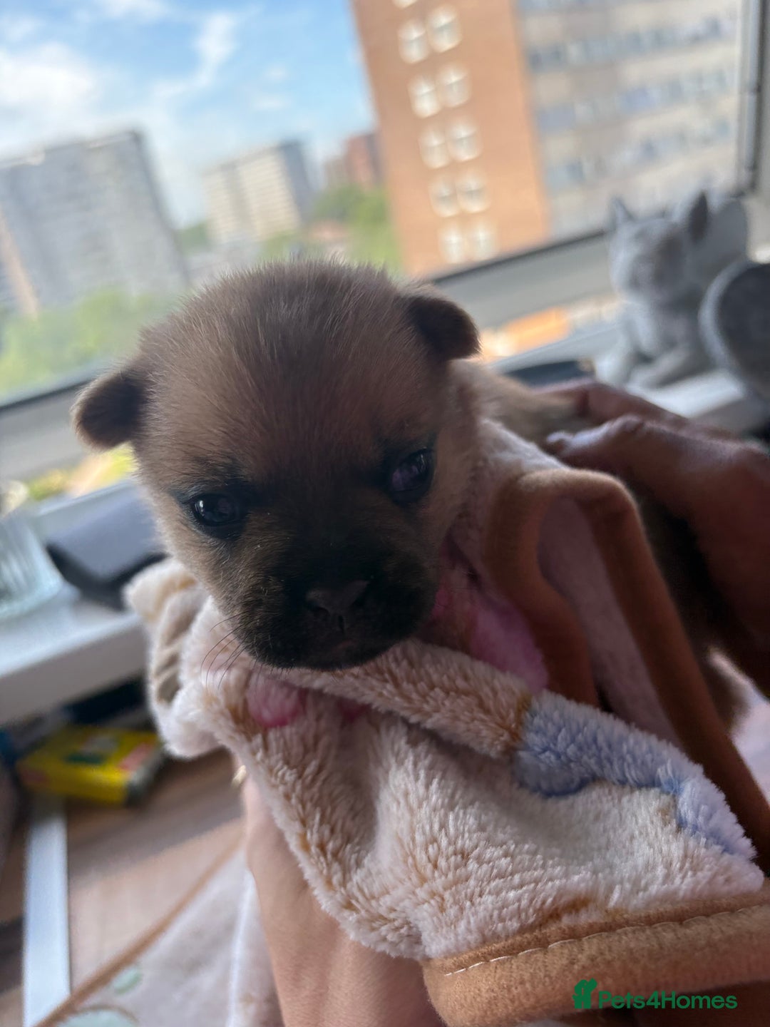Mixed Breed dogs for sale: FrenchieXPomeranian  - Image 8