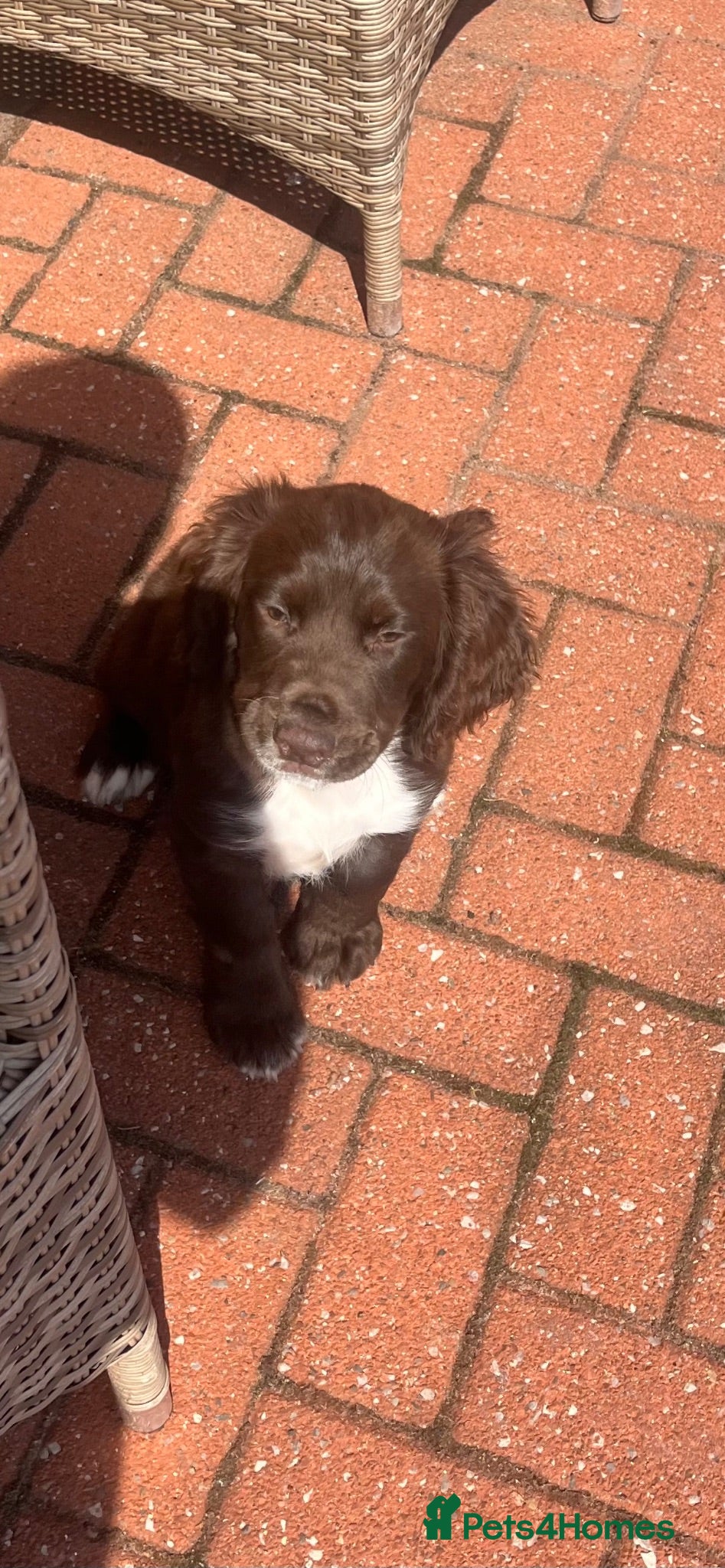 Cocker Spaniel dogs Chocolate cocker spaniel💙 - Advert 6
