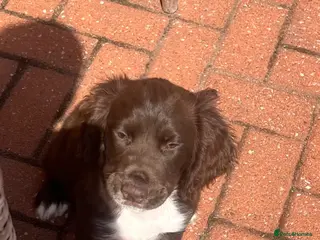 Cocker Spaniel dogs Chocolate cocker spaniel💙 - Advert 6