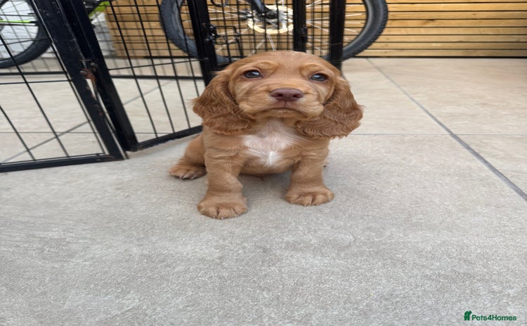 Cocker Spaniel dogs - Advert 16