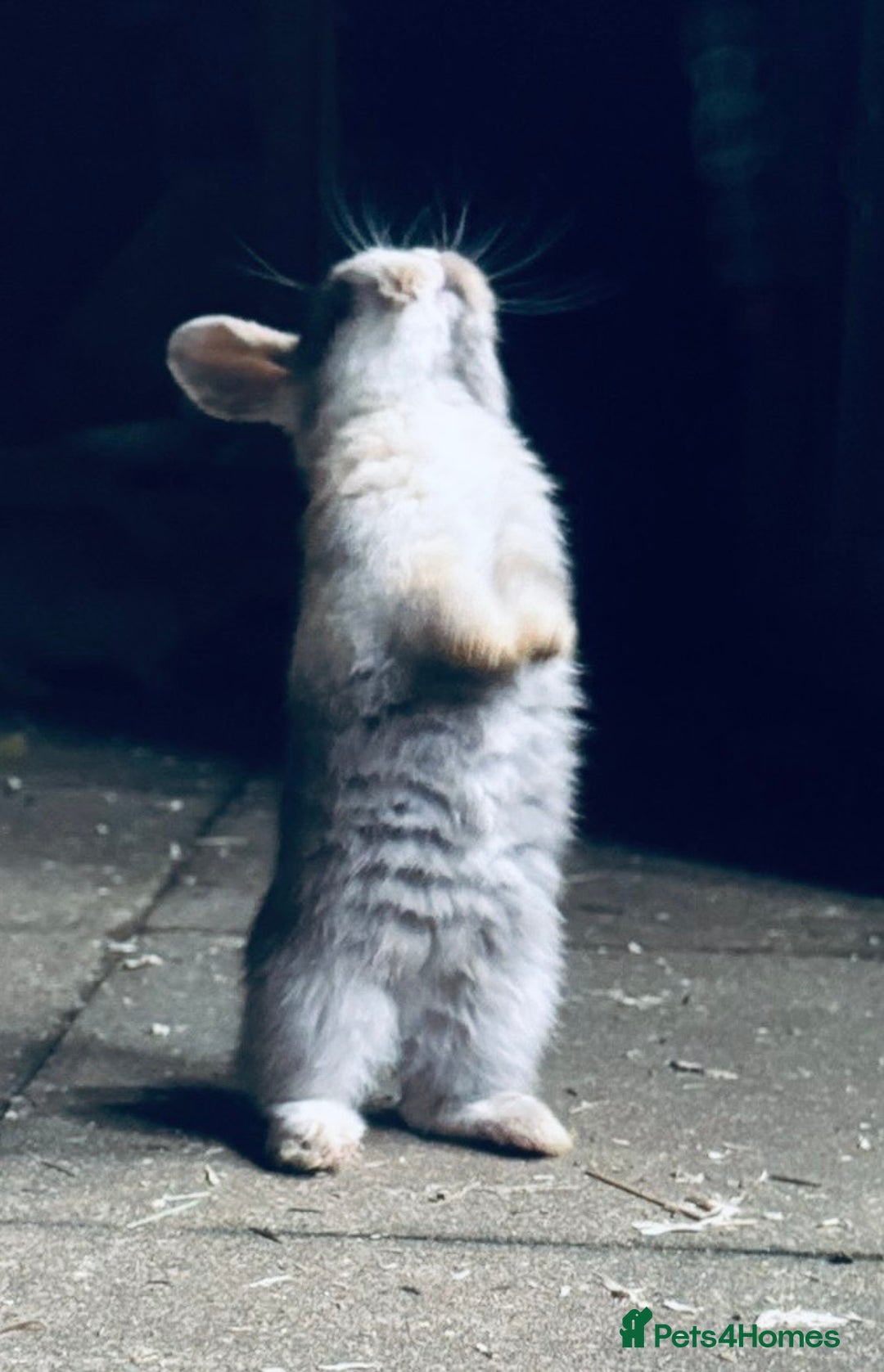 Mini Lop rabbits for sale: Mini Lops & H/LopxLion nearly7w Read description) - Image 19