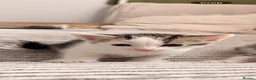 Mixed Breed cats for sale: Mixed white and tabbby kittens  - Advert 13