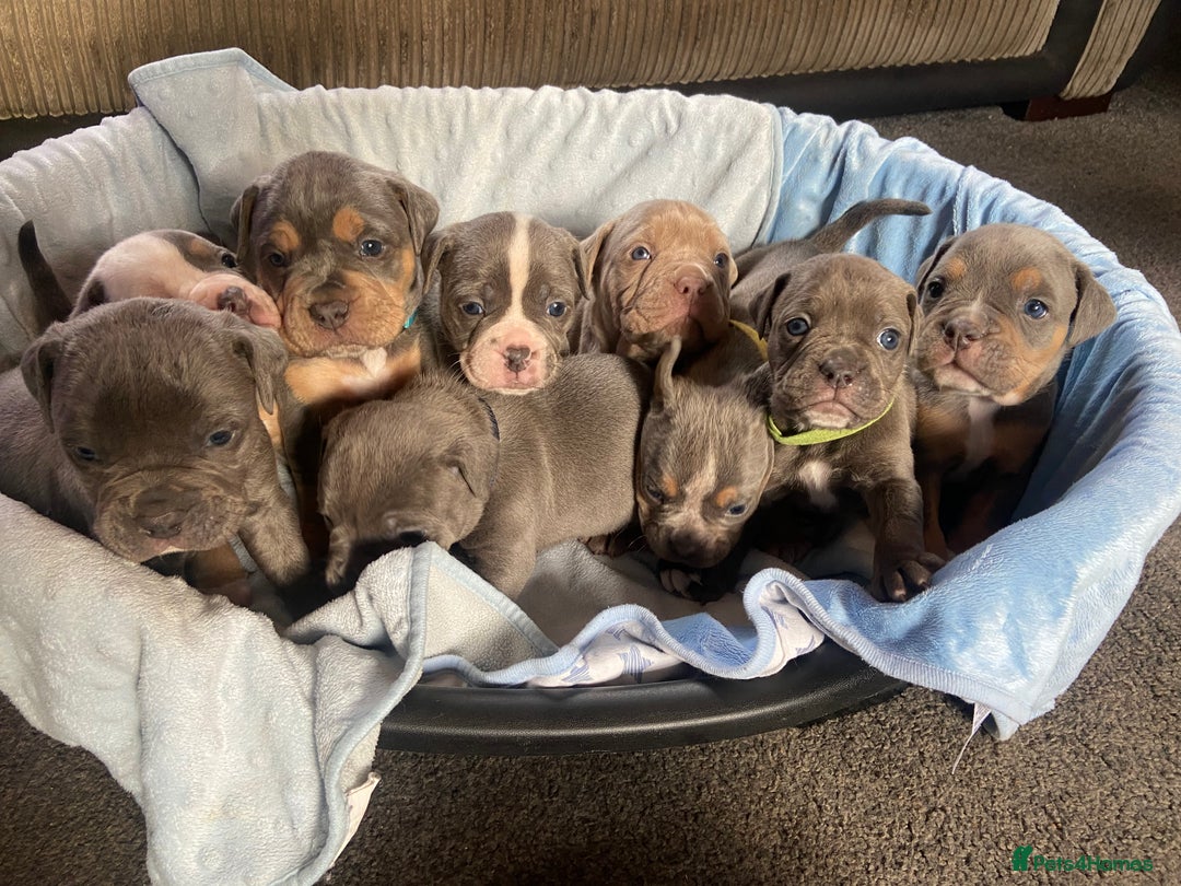 Dorset Olde Tyme Bulldogge dogs for sale: N.E.B.B.R fluffy carriers olde tyme bulldogs - Image 8