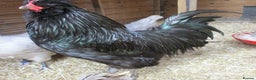 Chickens poultry for sale: Large, Black Araucana, trio or Pullets available. - Advert 4