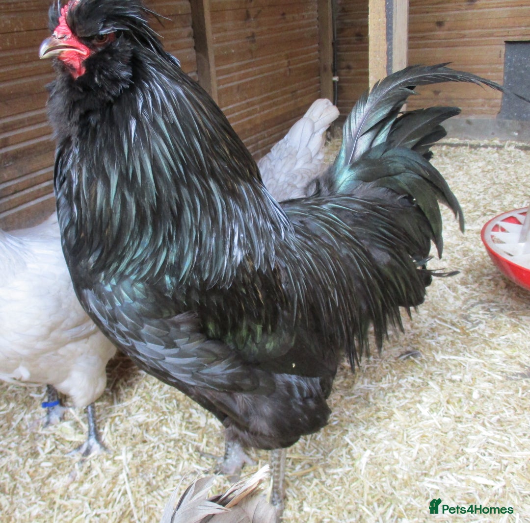 Chickens poultry for sale: Large, Black Araucana, trio or Pullets available. - Advert 4