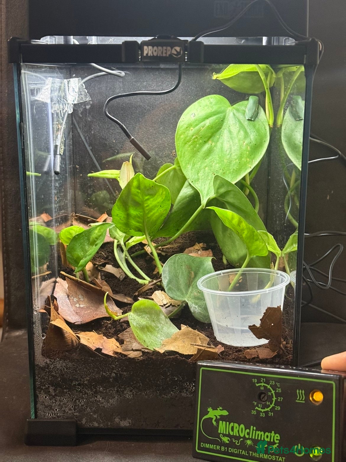 Frog reptiles Baby tiger-legged monkey frog + small setup  - Advert 1