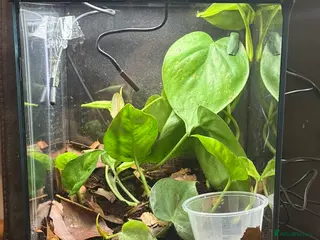 Frog reptiles Baby tiger-legged monkey frog + small setup - Advert 1