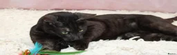 Bengal cats for sale: Retired bengal black smoke  - Advert 10