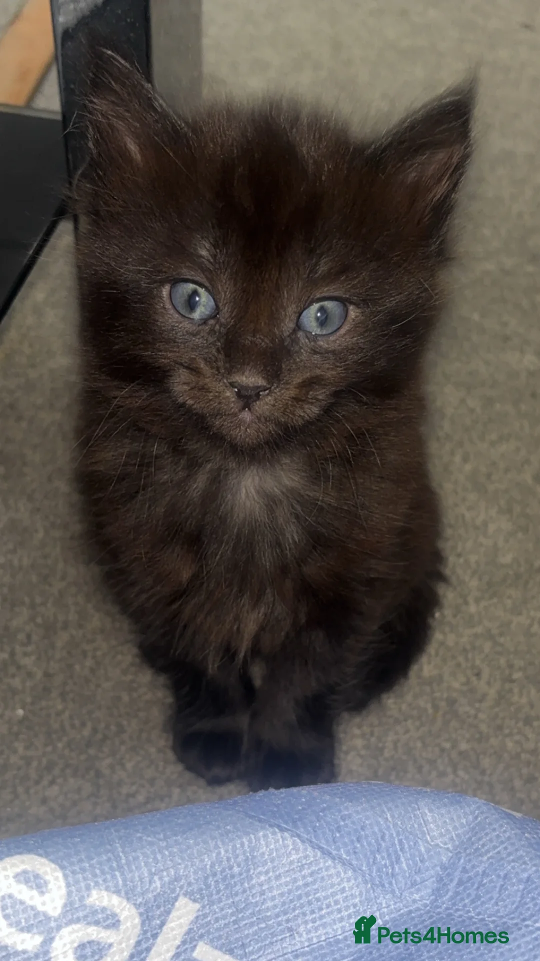 Domestic Shorthair cats for sale: 4 Brown male 2 Black female  - Advert 2