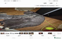 British Shorthair cats for sale: British shorthair kitten boy - Image 3