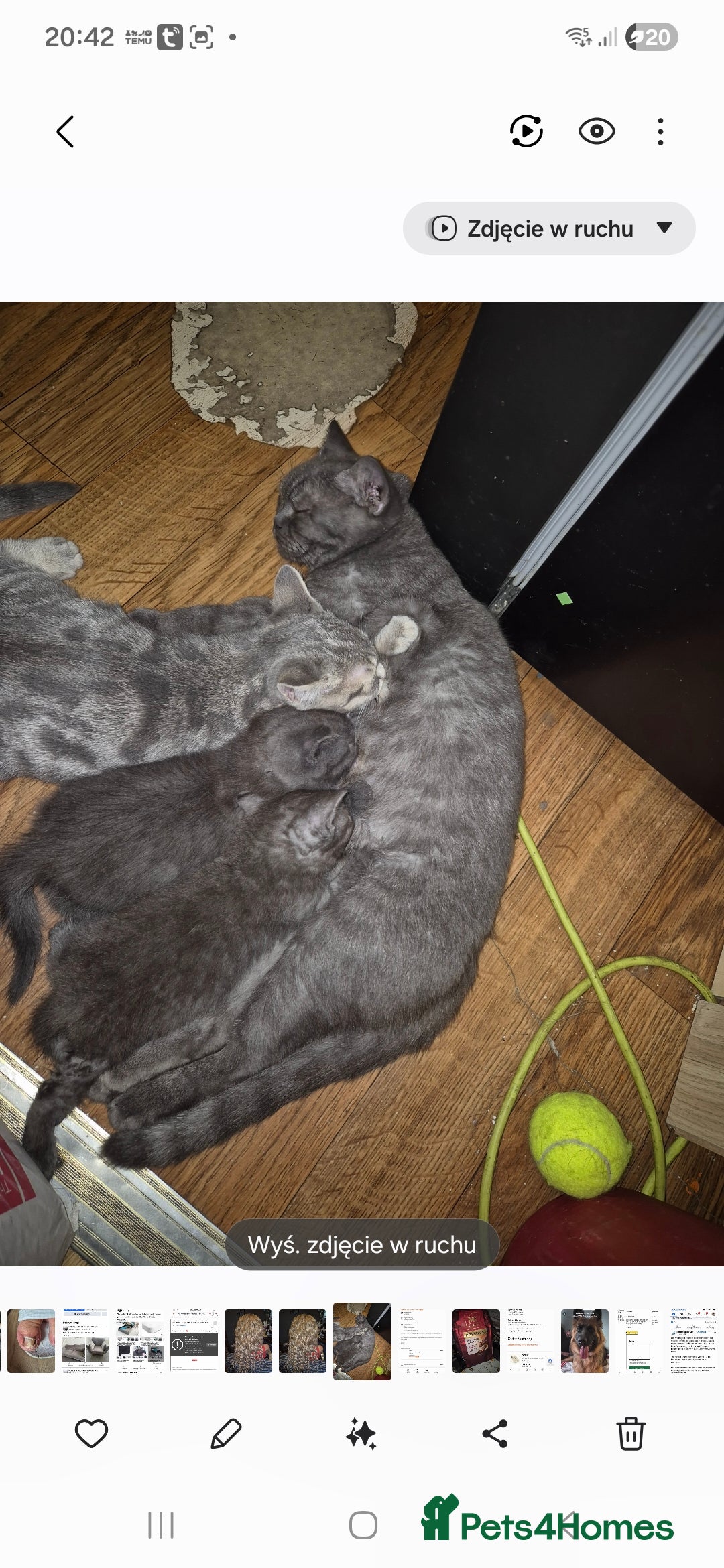 British Shorthair cats for sale: British shorthair kitten boy - Image 3