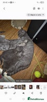 British Shorthair cats - Advert 12