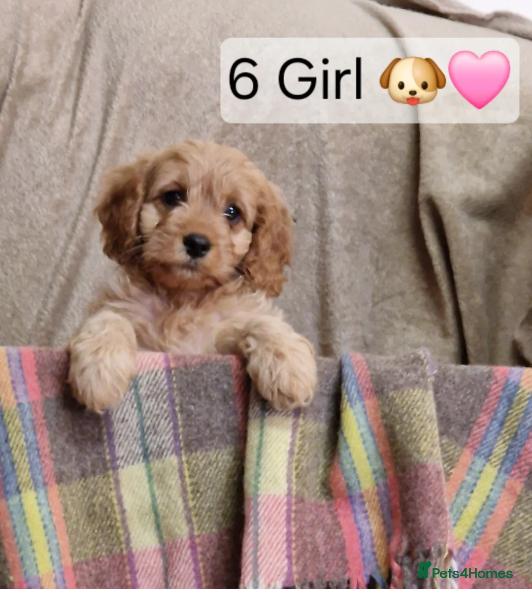 Cavapoo dogs for sale: Cavapoo Bundles of Joy 🥰 - Advert 4