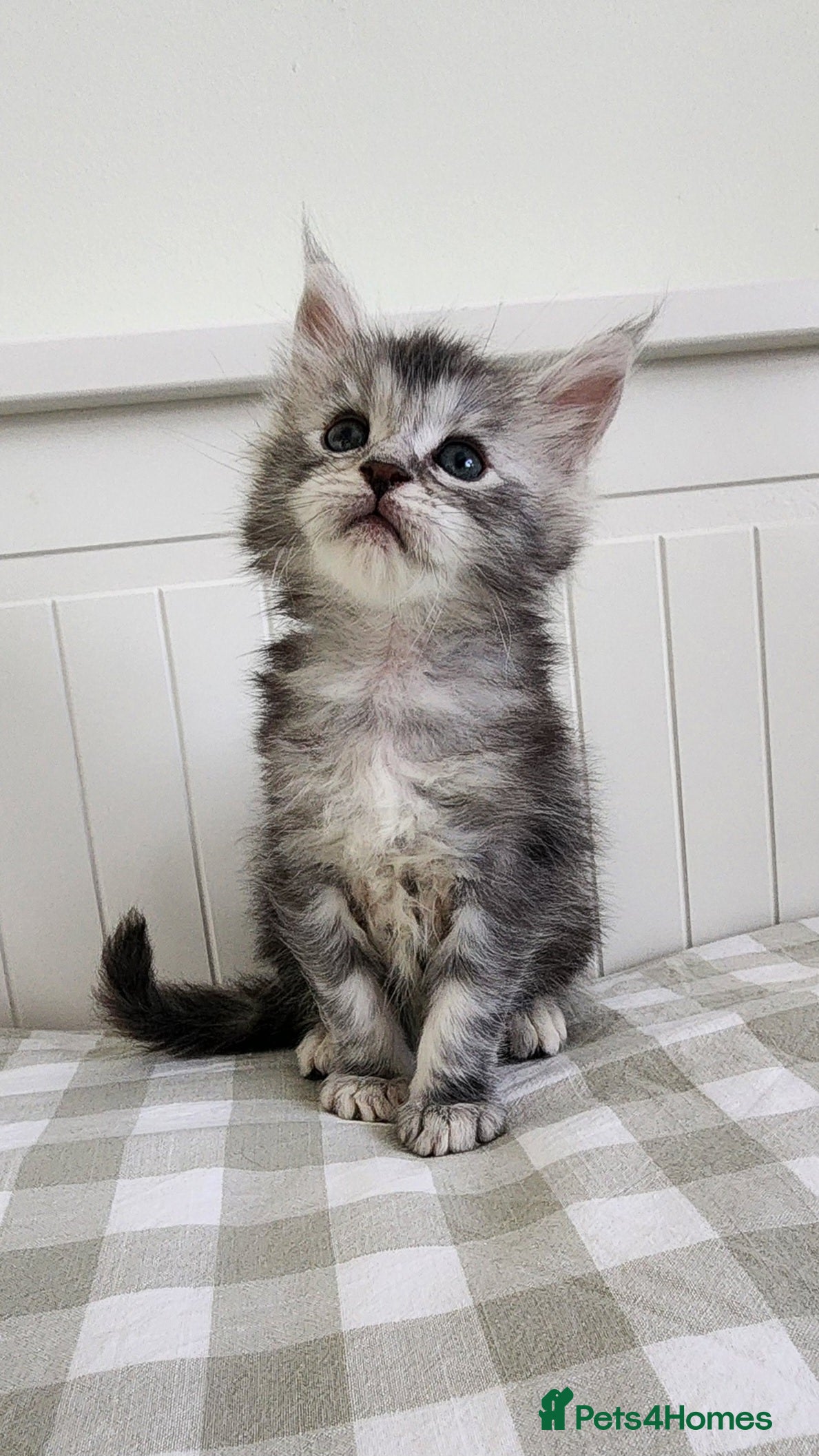 Maine Coon cats 💫💫Beautiful Maine Coon Kittens💫💫 in Northampton - Advert 1