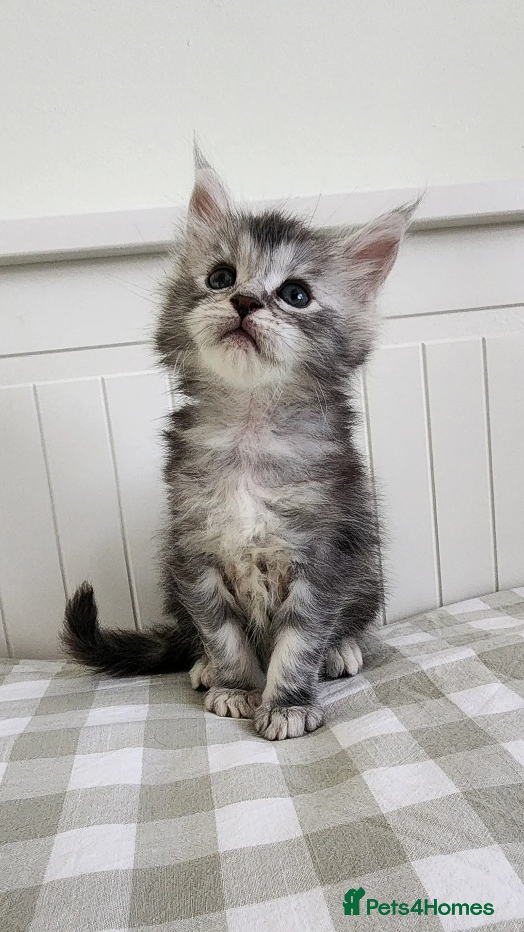 Maine Coon cats for sale: 💫💫Beautiful Maine Coon Kittens💫💫 - Advert 1