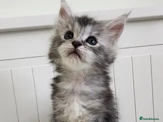 Maine Coon cats 💫💫Beautiful Maine Coon Kittens💫💫 in Northampton - Advert 1