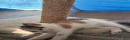 Domestic Shorthair cats for sale: Lovely kittens  - Advert 2