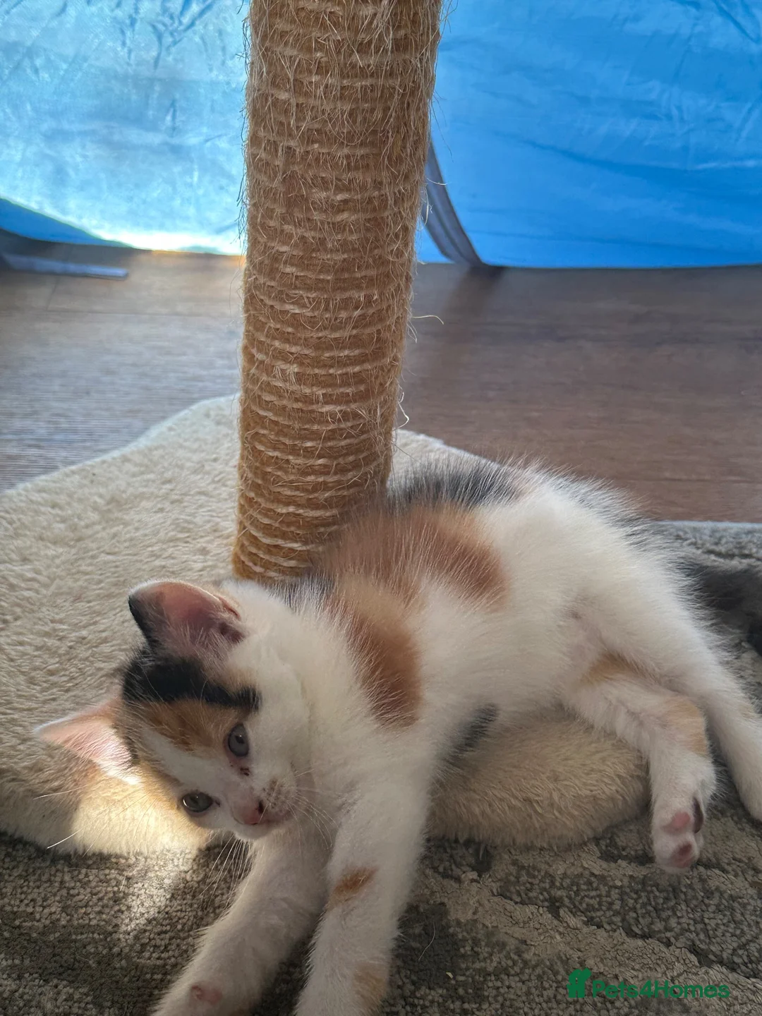 Domestic Shorthair cats for sale: Lovely kittens  - Advert 2