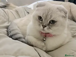 Scottish Fold cats Beautiful Scottish fold - Advert 2