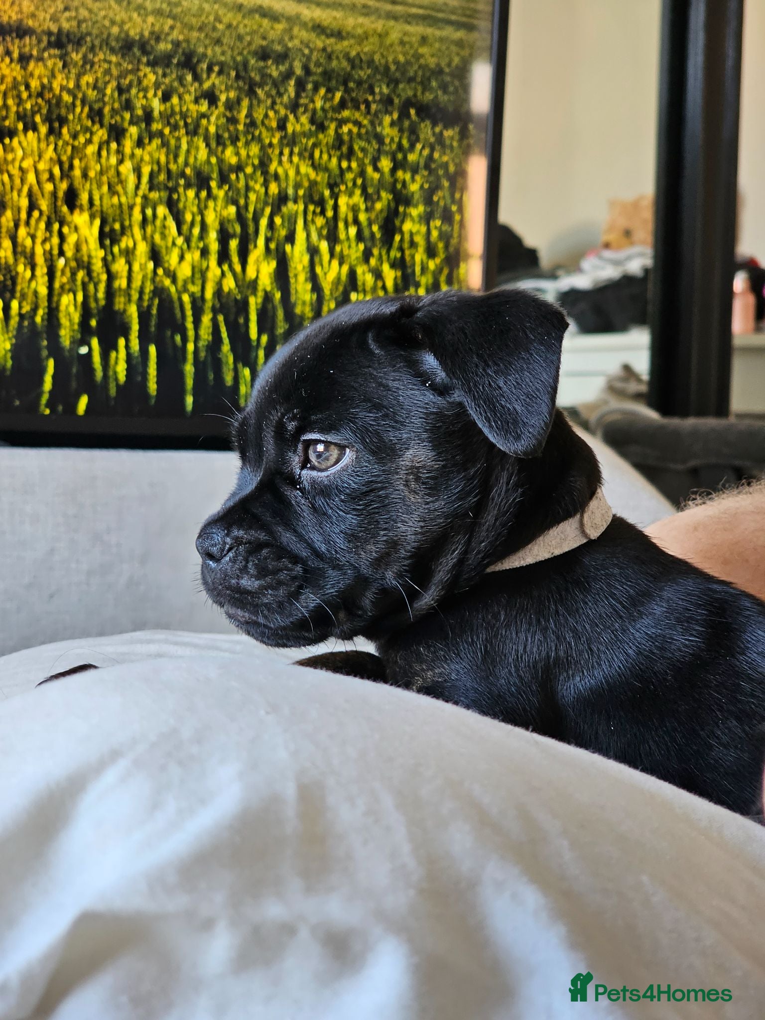 Mixed Breed dogs READY NOW 9 WEEKS  - Frenchie x Staffy Female 🐾 - Advert 12