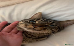 British Shorthair cats for sale: British shorthair x Bengal kittens - Image 22