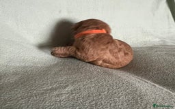 Australian Labradoodle dogs for sale: Fib Labradoodle puppies - Advert 16