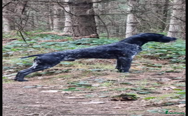 German Shorthaired Pointer dogs in Rotherham - Advert 1
