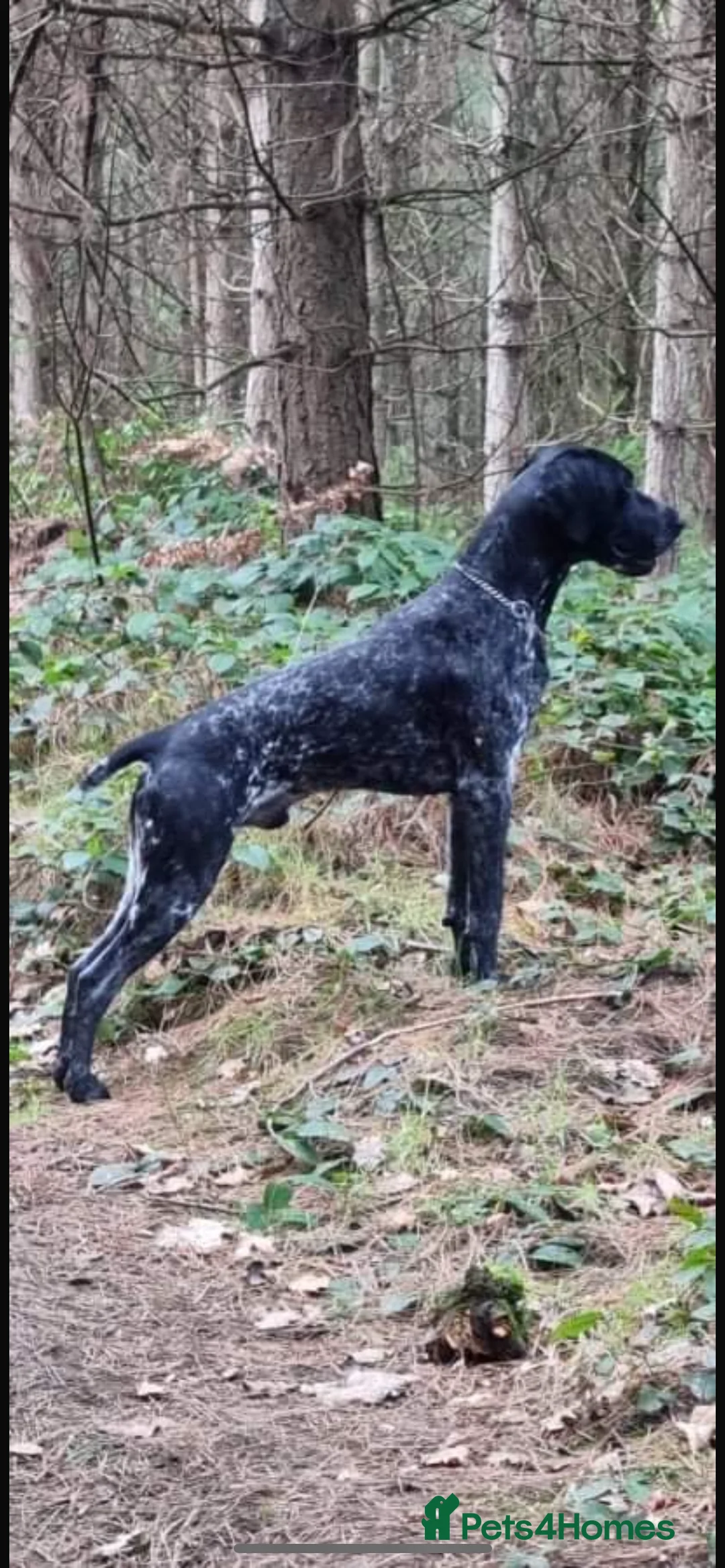 German Shorthaired Pointer dogs for stud: Top Class KC GSP STUD (SHOW LINES)(proven)(CRUFTS) in Worksop - Advert 2