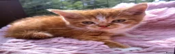 Scottish Fold cats for sale: Stunning Scottish fold kitten  - Advert 6