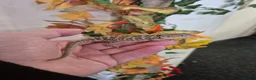 Bearded Dragon reptiles for sale: Bearded dragon  - Advert 3