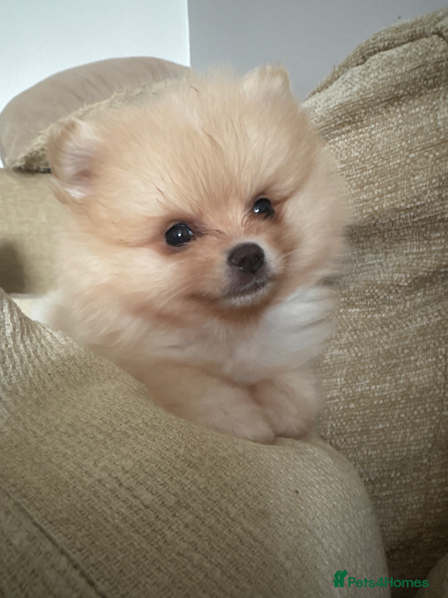 Pomeranian dogs Stunning Male Pomeranian Puppy - Advert 1