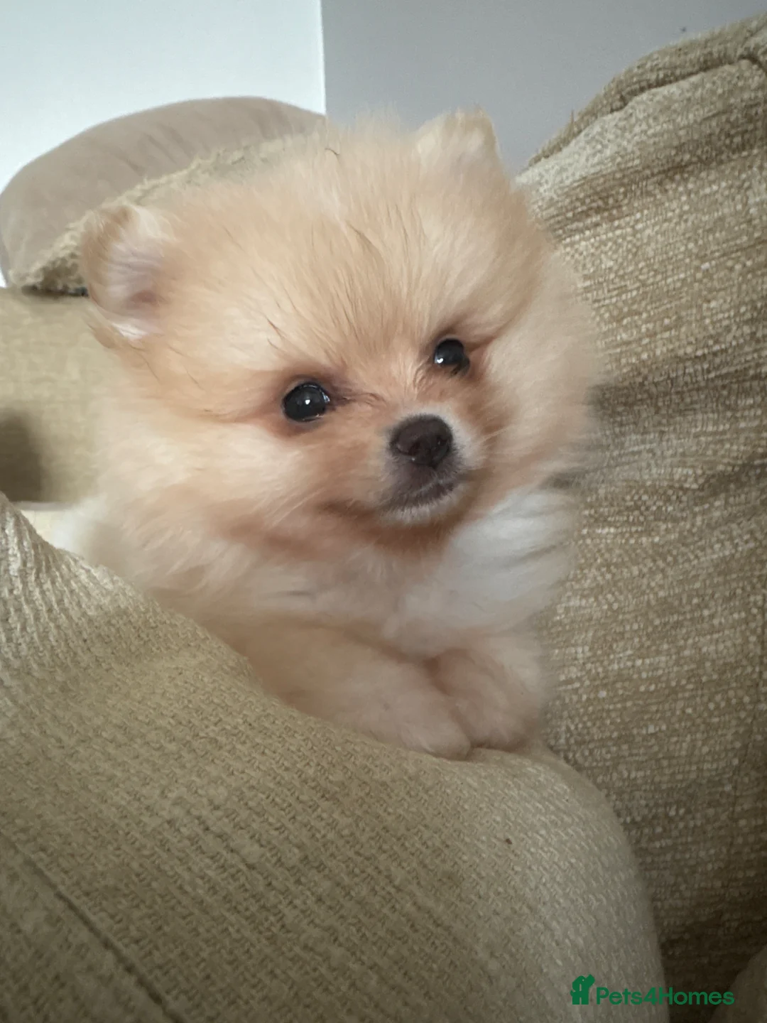 Pomeranian dogs for sale: Stunning Male Pomeranian Puppy - Advert 1