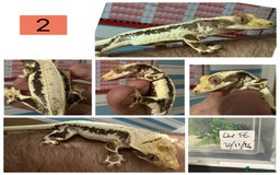 Gecko reptiles for sale: Lilywhite Crested Geckos  - Image 3