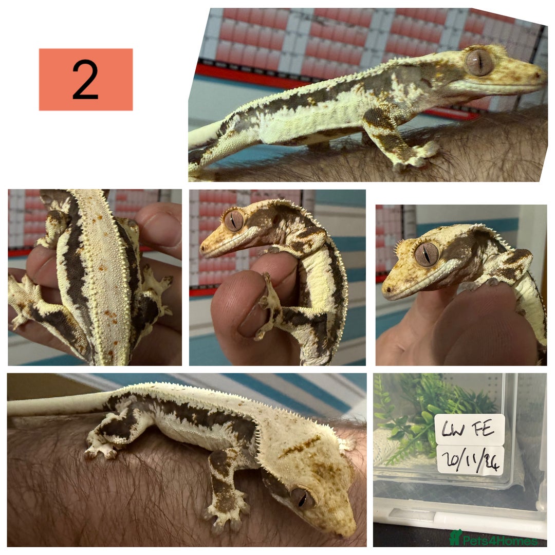 Gecko reptiles for sale: Lilywhite Crested Geckos  - Image 3