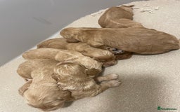 Cockapoo dogs for sale: Pra clear f1 cockpoo - Image 18