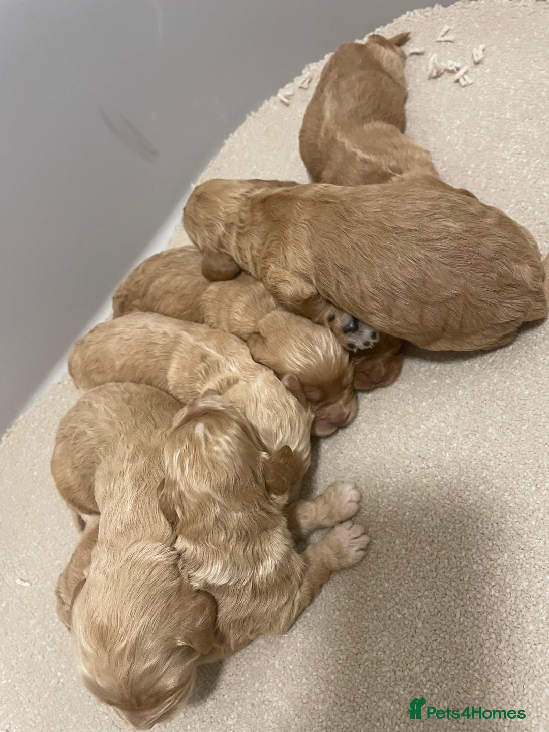 Cockapoo dogs for sale: Pra clear f1 cockpoo - Image 18