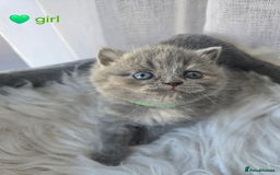 British Shorthair cats for sale: A charming kitten will be available in December. - Image 12